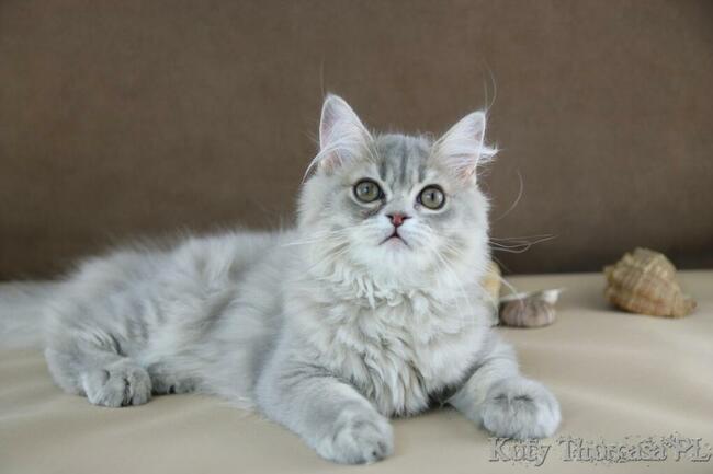 Kocurek Brytyjski gotowy do odbioru