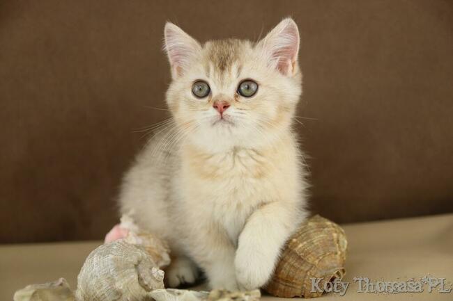 Kocurek Brytyjski Srebrno Czekoladowy