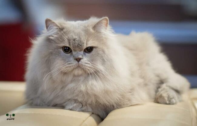 Kocurek Brytyjski gotowy do odbioru