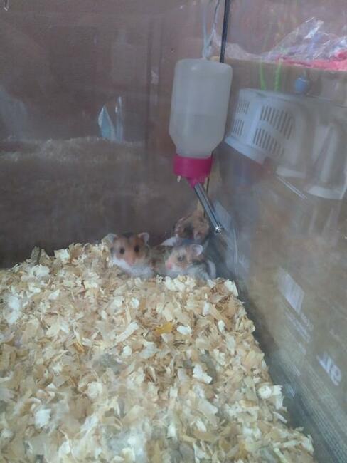 Młode chomiki syryjskie