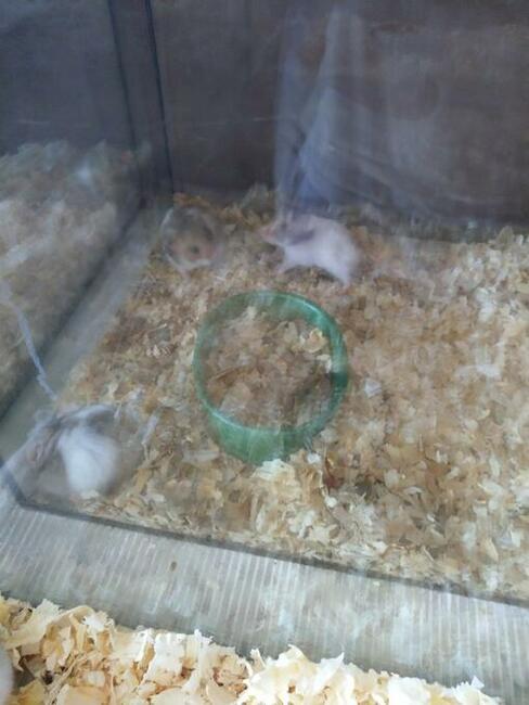 Młode chomiki syryjskie