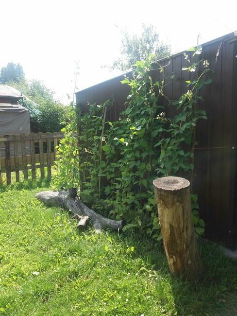 SPRZEDAM DZIAŁKA ROD ROBOTNIK