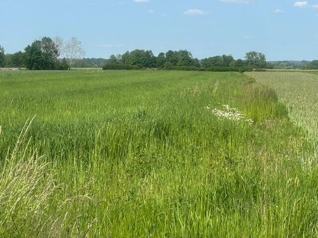 Działka na sprzedaż - Grabowica, gm. Pacanów