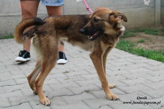 Owsik energiczny piesek szuka domu