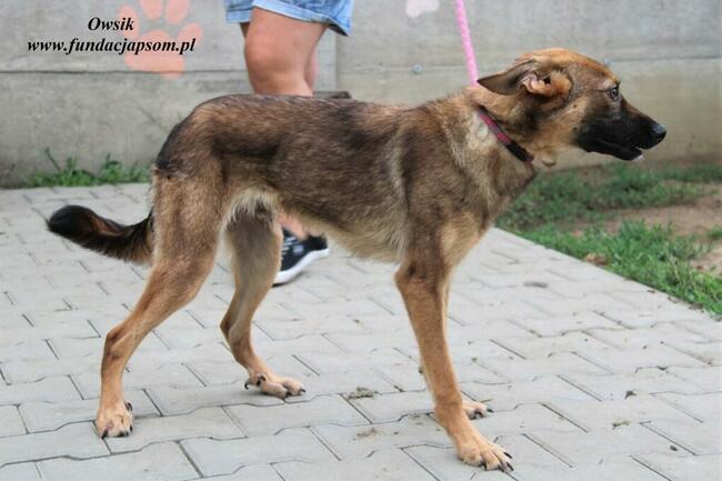 Owsik energiczny piesek szuka domu