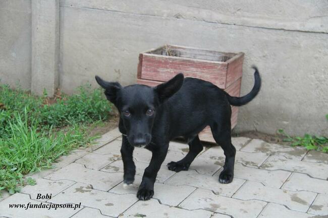 Bobi chce sie przytulić