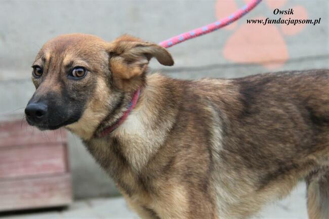 Owsik energiczny piesek szuka domu