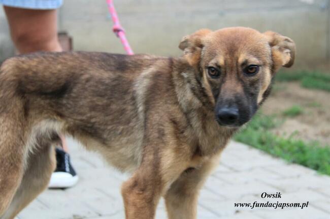 Owsik energiczny piesek szuka domu