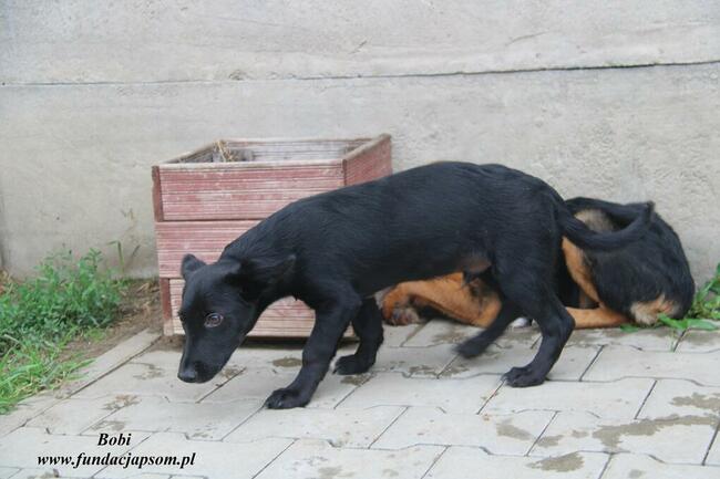 Bobi chce sie przytulić