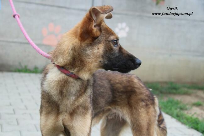 Owsik energiczny piesek szuka domu