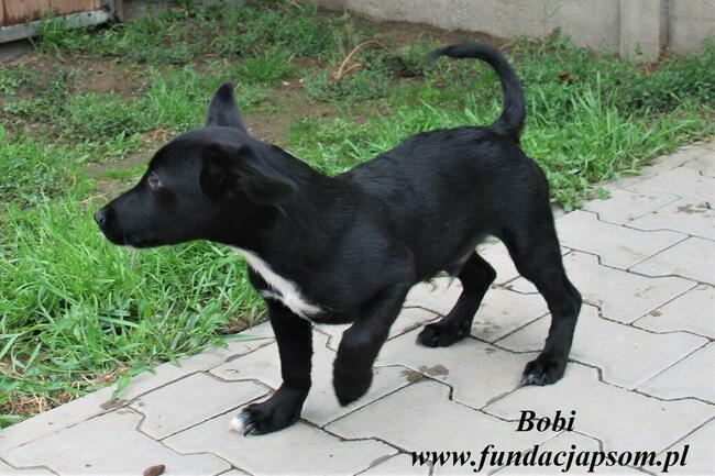 Bobi chce sie przytulić