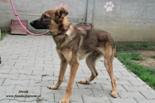 Owsik energiczny piesek szuka domu