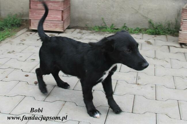 Bobi chce sie przytulić