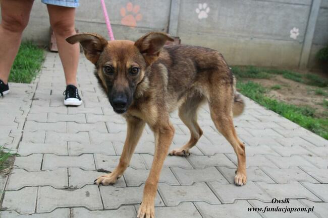 Owsik energiczny piesek szuka domu