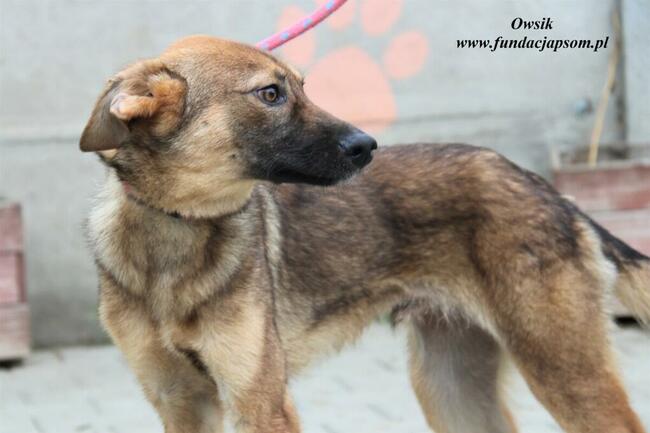 Owsik energiczny piesek szuka domu