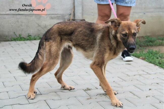 Owsik energiczny piesek szuka domu