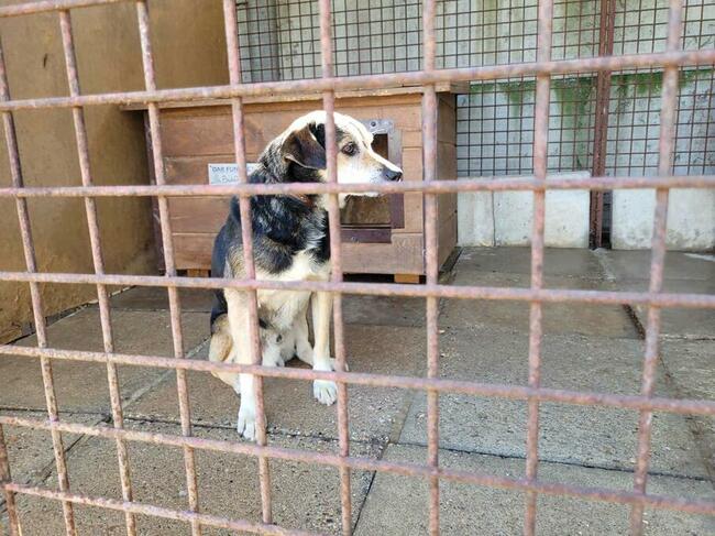 Aro do adopcji
