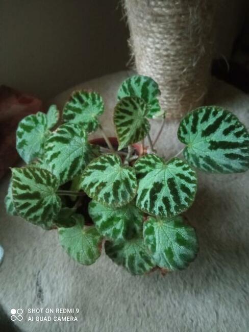 Begonia Silver Jewel-begonia zebra