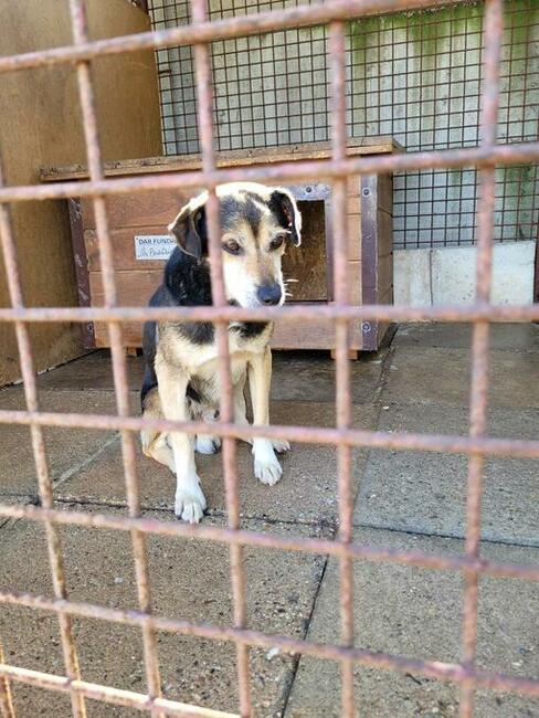 Aro do adopcji