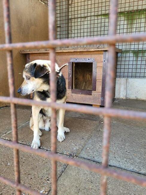 Aro do adopcji