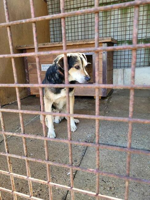 Aro do adopcji