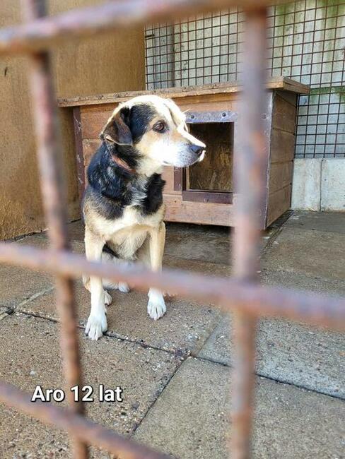 Aro do adopcji