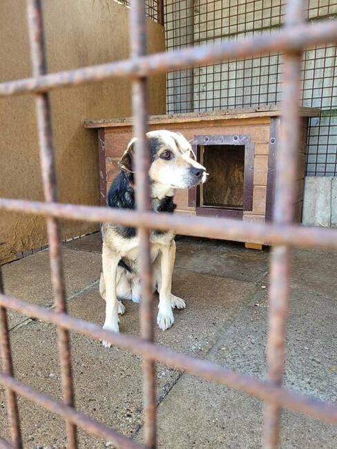 Aro do adopcji