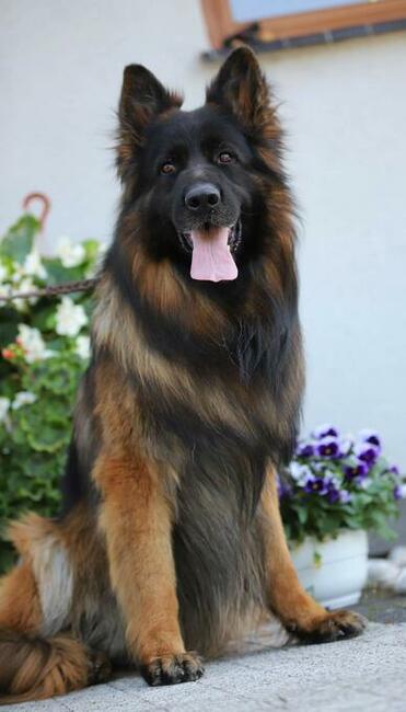 Owczarek niemiecki dlugowlosy