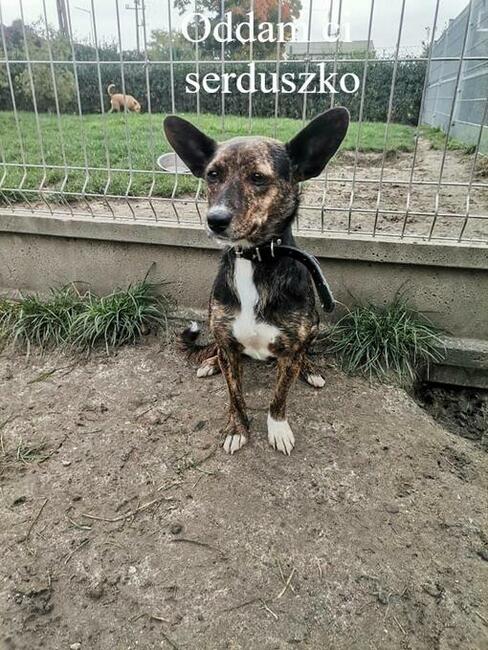 Delikatna ok 4/5 letnia Hania szuka domku! Środa Wlk.