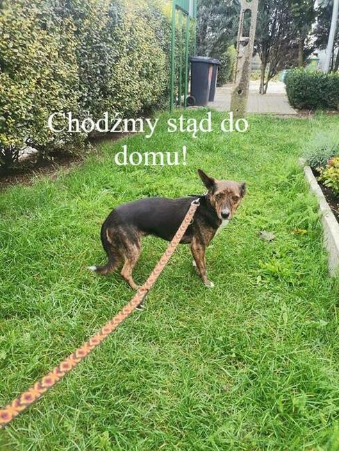 Delikatna ok 4/5 letnia Hania szuka domku! Środa Wlk.