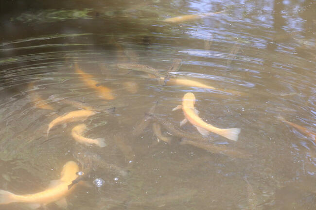 Narybek Pstrąga !!!