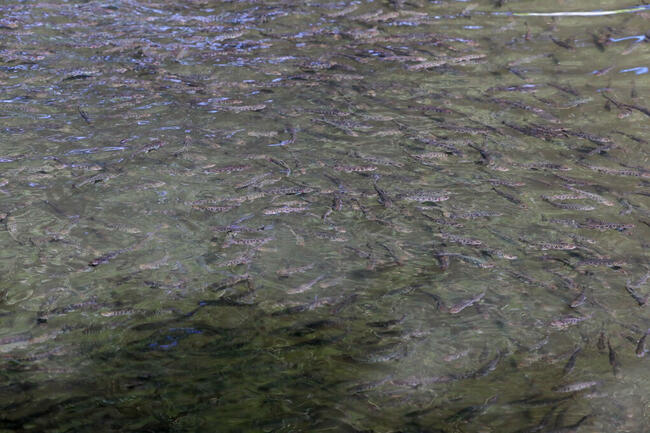 Narybek Pstrąga !!!