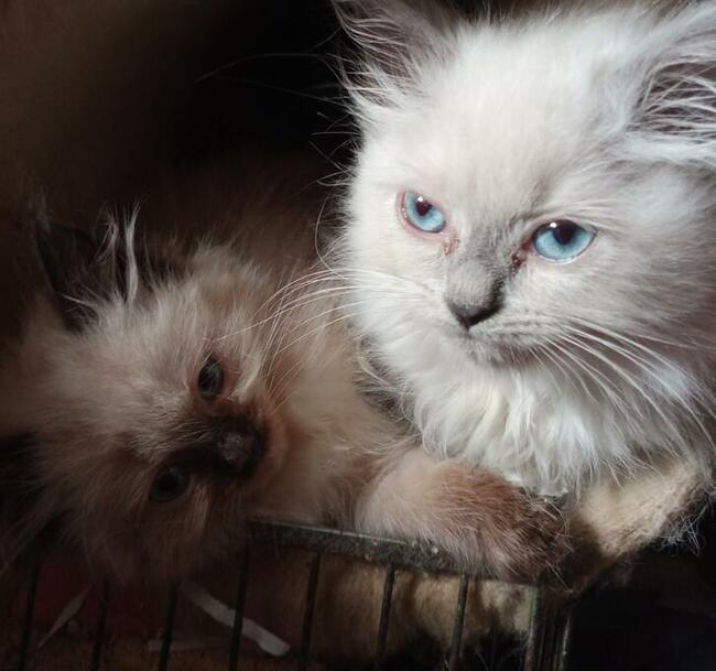 Ragdoll Rumia piękne kocięta