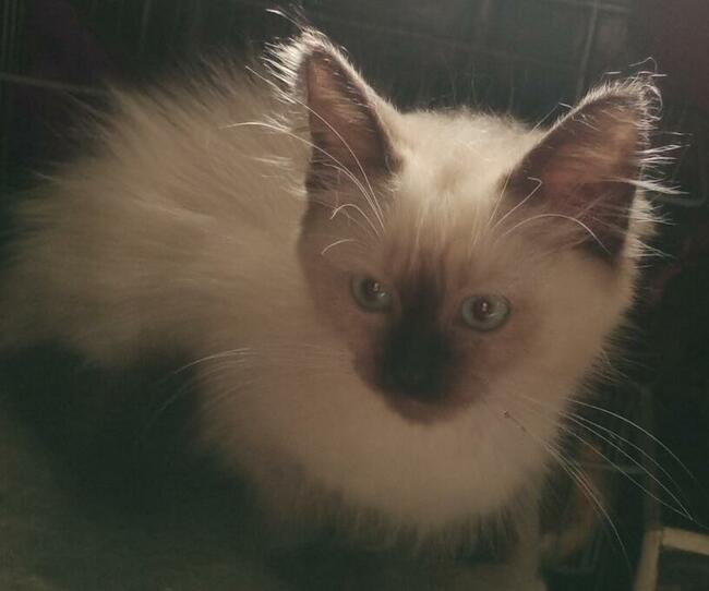 Ragdoll Rumia piękne kocięta