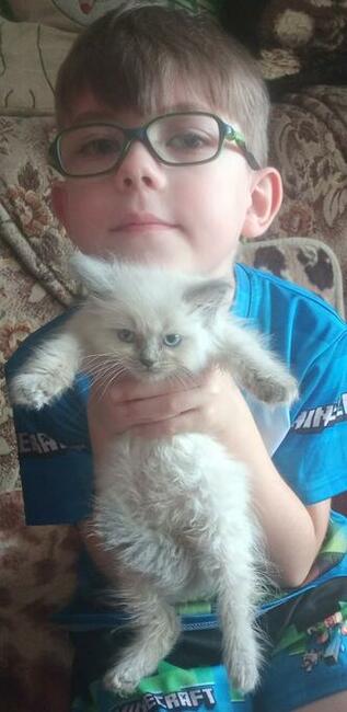 Ragdoll Rumia piękne kocięta