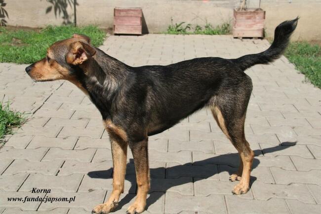 Korna - wylękniona suczka