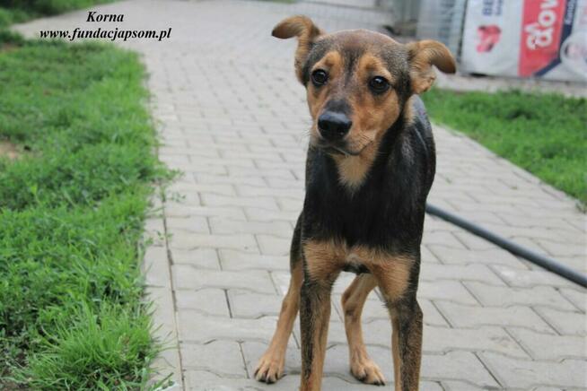 Korna - wylękniona suczka