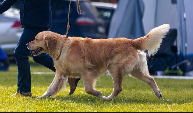Golden Retriever ZKwP/FCI reproduktor/ krycie / złoty