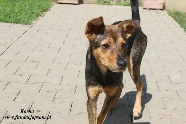 Korna - wylękniona suczka