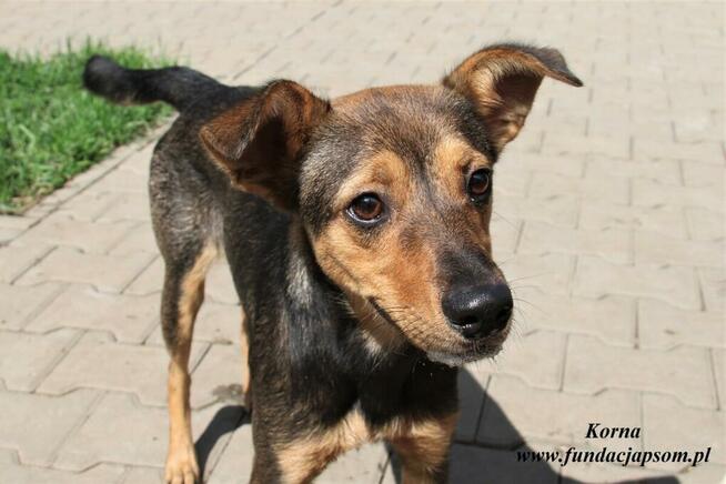 Korna - wylękniona suczka