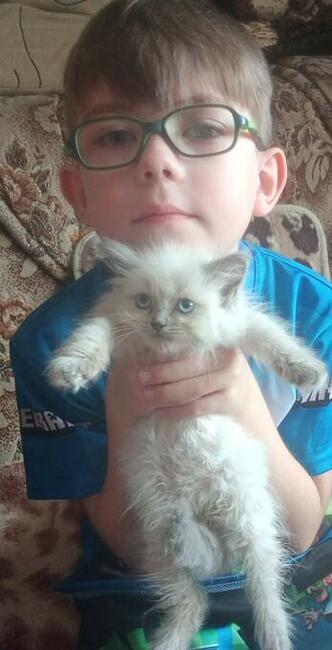 Kocięta dla Dziecka