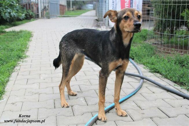 Korna - wylękniona suczka