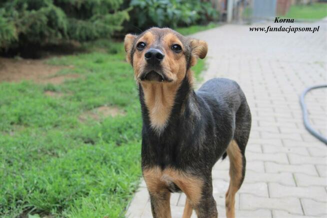 Korna - wylękniona suczka