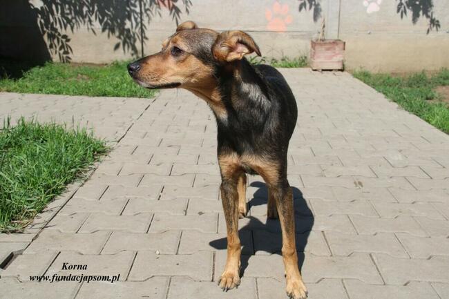 Korna - wylękniona suczka