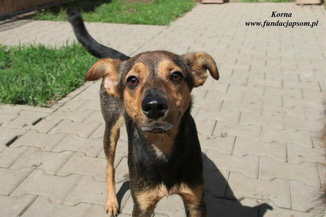 Korna - wylękniona suczka