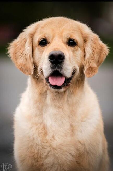 Golden Retriever ZKwP/FCI reproduktor/ krycie / złoty