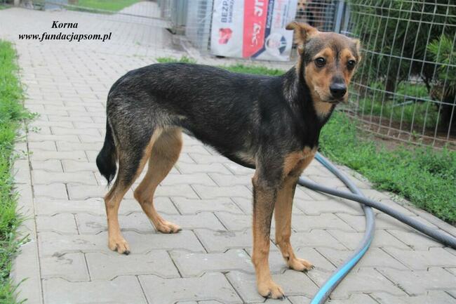 Korna - wylękniona suczka