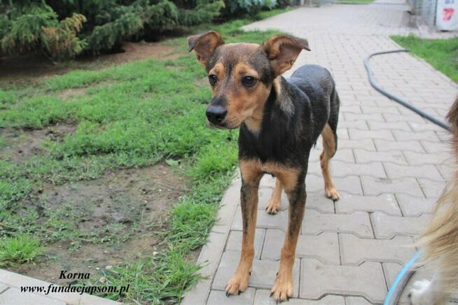 Korna - wylękniona suczka