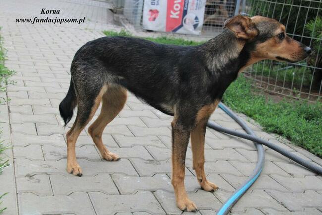 Korna - wylękniona suczka