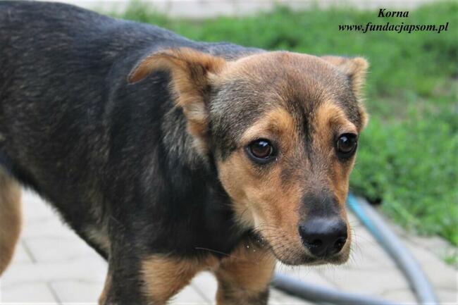 Korna - wylękniona suczka